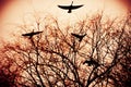 Canadian geese flying over bare tree branches at autumn sunset Royalty Free Stock Photo