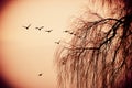 Canadian geese flying over bare tree branches at autumn sunset Royalty Free Stock Photo