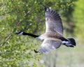 Canadian Geese stock photos. Geese Candian Geese flying profile view. Canadian geese profile view. Image. Portrait. Picture.