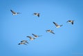 Canadian Geese Flying Royalty Free Stock Photo
