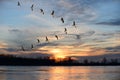 Canadian Geese Flying in V Formation Royalty Free Stock Photo