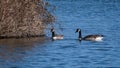 Canadian geese foraging in a lake for food