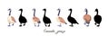 Canadian geese. Four black silhouettes and color illustrations. Vintage set of birds. Vector illustration.