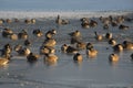 Canadian Geese On Frozen Pond