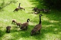 Canadian geese