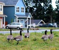 Canadian Geese Group