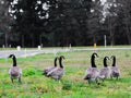 Canadian Geese Group