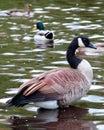 Canadian Geese Group