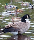 Canadian Geese Group