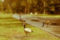Canadian Geese Royalty Free Stock Photo