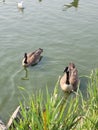 Canadian geese just chillin