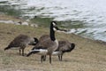 Canadian Geese, Kitchener,Ontario, Canada