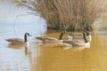 Canadian geese in the lake autumn Branta canadensis Royalty Free Stock Photo