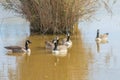 Canadian geese in the lake autumn Branta canadensis Royalty Free Stock Photo