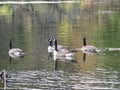Canadian Geese on the Lake: A fall day with Canadian geese swimming through water of a pond that reflects fall leaves and trees Royalty Free Stock Photo