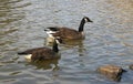 Canadian geese on the lake. Wild geese swim in the Pete Sensi Park