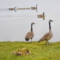 Canadian Geese on Land and Water Royalty Free Stock Photo