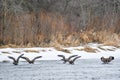 Canadian Geese Landing Fox River in Silver Lake, Wisconsin