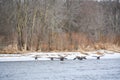 Canadian Geese Landing Fox River in Silver Lake, Wisconsin Royalty Free Stock Photo