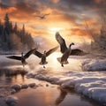 Canadian Geese Landing