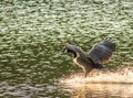 Canadian geese landing on the water with wings spread