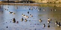 Canadian Geese and Mallards Ducks on a Pond Royalty Free Stock Photo