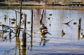 Canadian Geese and Mallards Ducks on a Pond - 2 Royalty Free Stock Photo