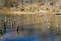 Canadian Geese and Mallards Ducks on a Pond - 3 Royalty Free Stock Photo