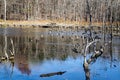 Canadian Geese and Mallards Ducks on a Pond - 4 Royalty Free Stock Photo