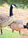Canadian Geese, mated pair next to a Pond in Oklahoma City
