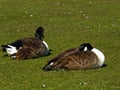 Canadian geese pair Royalty Free Stock Photo