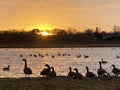 Canadian Geese outside  pond at sunset in New Jersey Royalty Free Stock Photo