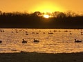 Canadian Geese outside pond at sunset in New Jersey Royalty Free Stock Photo