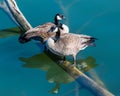 Canadian Geese pairing on a submerged log Royalty Free Stock Photo