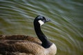 Canadian Geese at Pandapas Pond