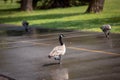 Canadian Geese in the Park Royalty Free Stock Photo