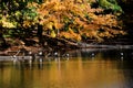 Canadian Geese Perch on Sunken Log Royalty Free Stock Photo