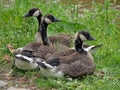 Canadian geese resting on a meadow Royalty Free Stock Photo