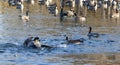 Canadian geese resting on the icy lake at the opening to clear water