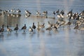 Canadian geese resting on icy lake at opening to clear water Royalty Free Stock Photo