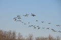 Canadian geese return south