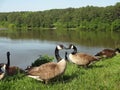 Canadian Geese Gather by a Lake