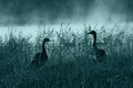 Canadian Geese Silhouette Royalty Free Stock Photo