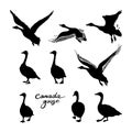 Canadian geese silhouettes. Black and white big set of birds. Vintage collection. Vector illustration