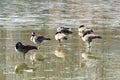 Canadian geese standing one-legged on a frozen lake Royalty Free Stock Photo