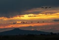 Canadian Geese, Sunrise, Sunset, Nature Royalty Free Stock Photo