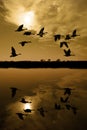 Canadian Geese at Sunset Royalty Free Stock Photo