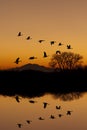 Canadian Geese at Sunset