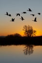 Canadian Geese at Sunset Royalty Free Stock Photo