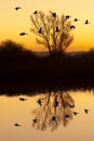 Canadian Geese at Sunset Royalty Free Stock Photo